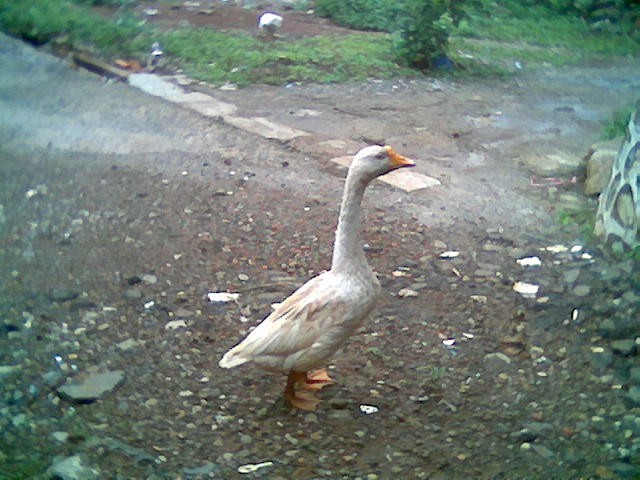 visitor