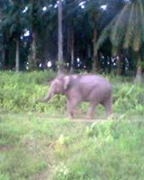visitor