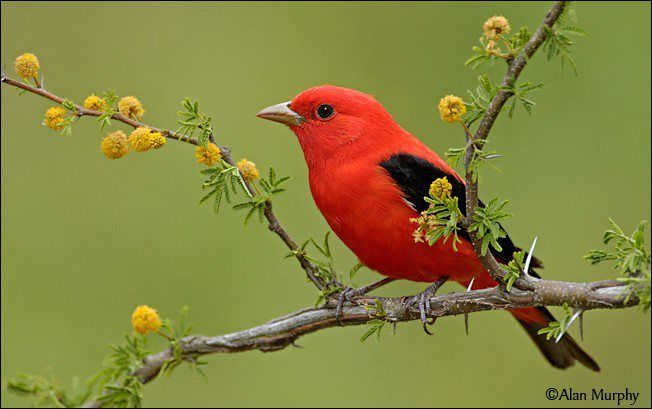 visitor
