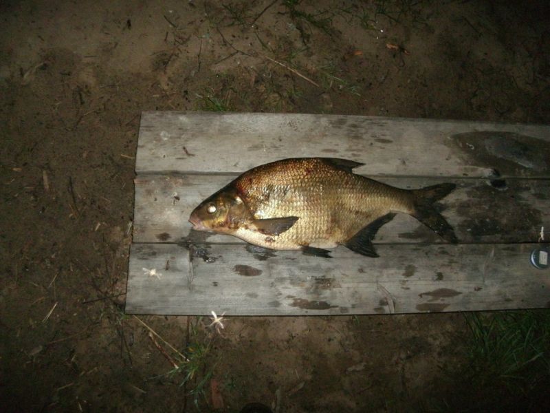 visitor