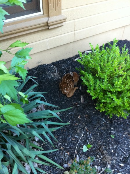 visitor