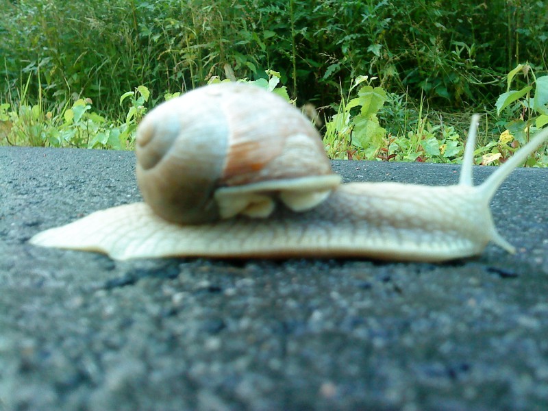 visitor