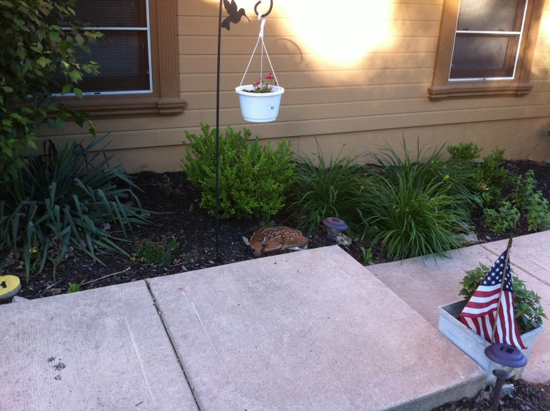 visitor