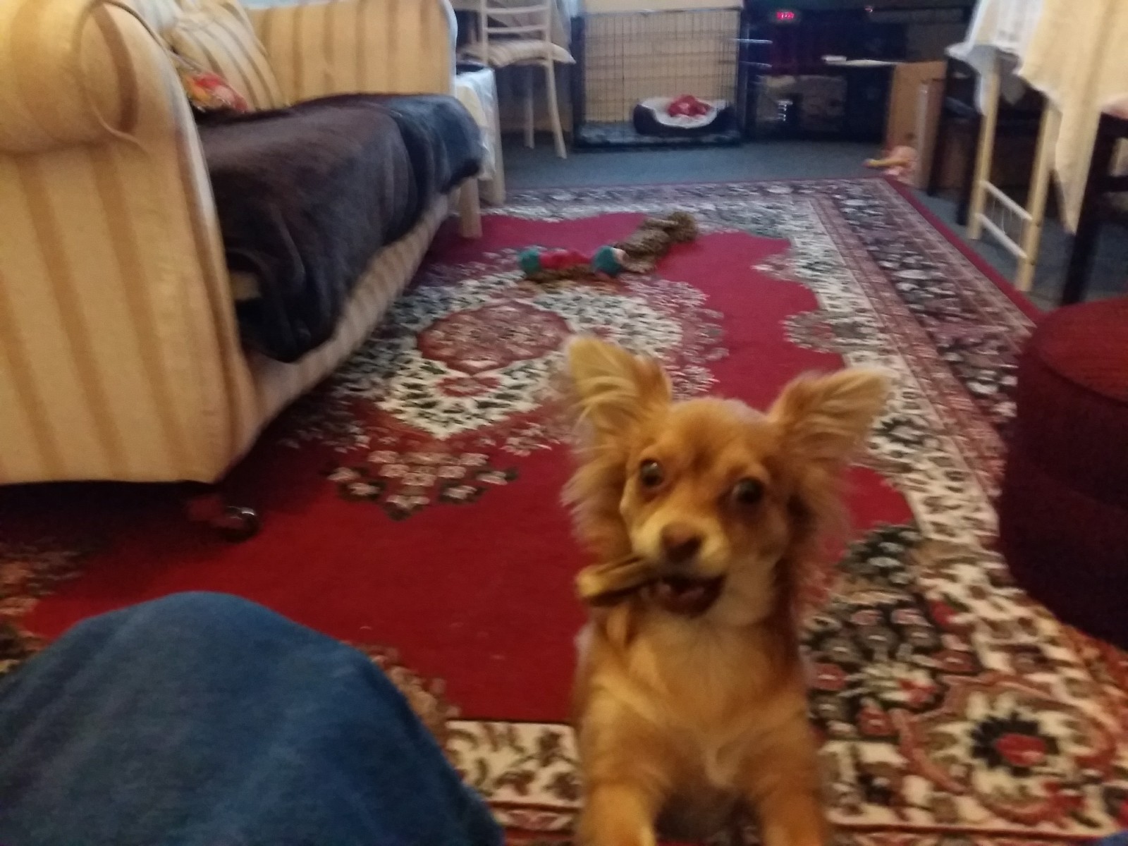 visitor