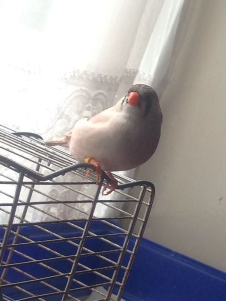 visitor