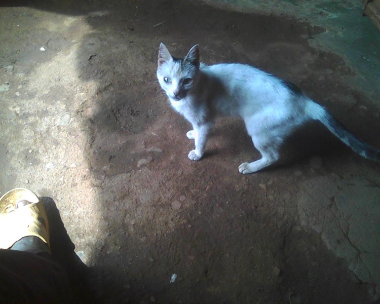 visitor
