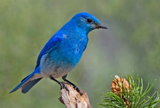 visitor