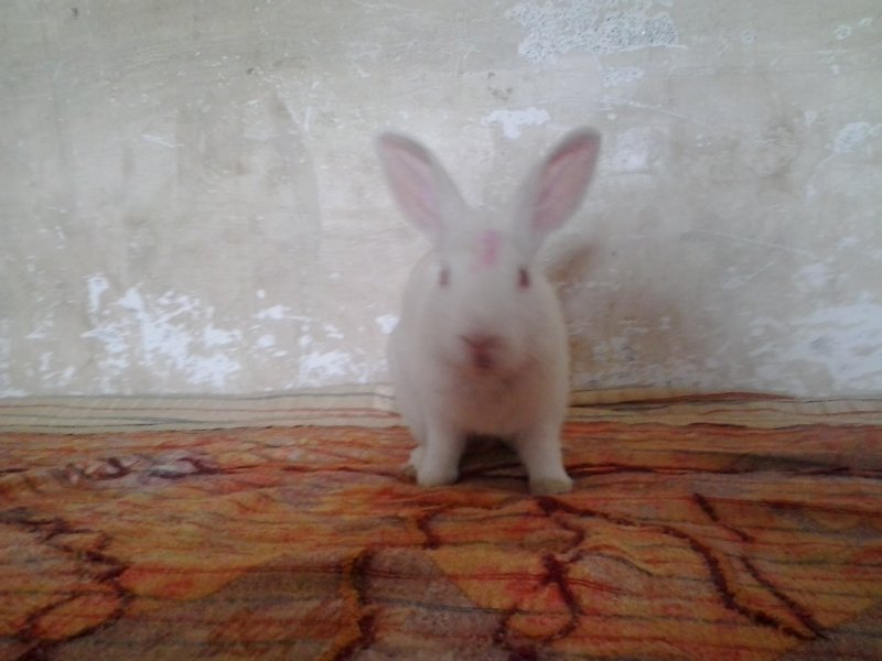 visitor