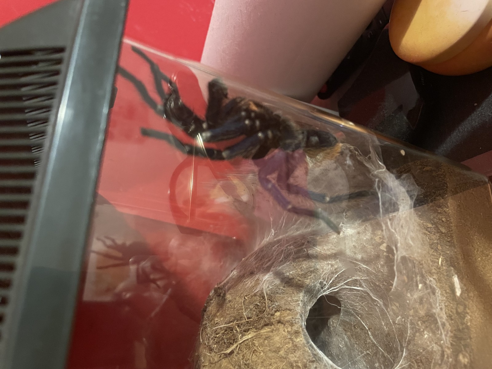 visitor