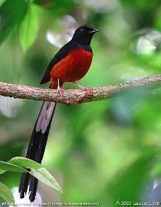 visitor
