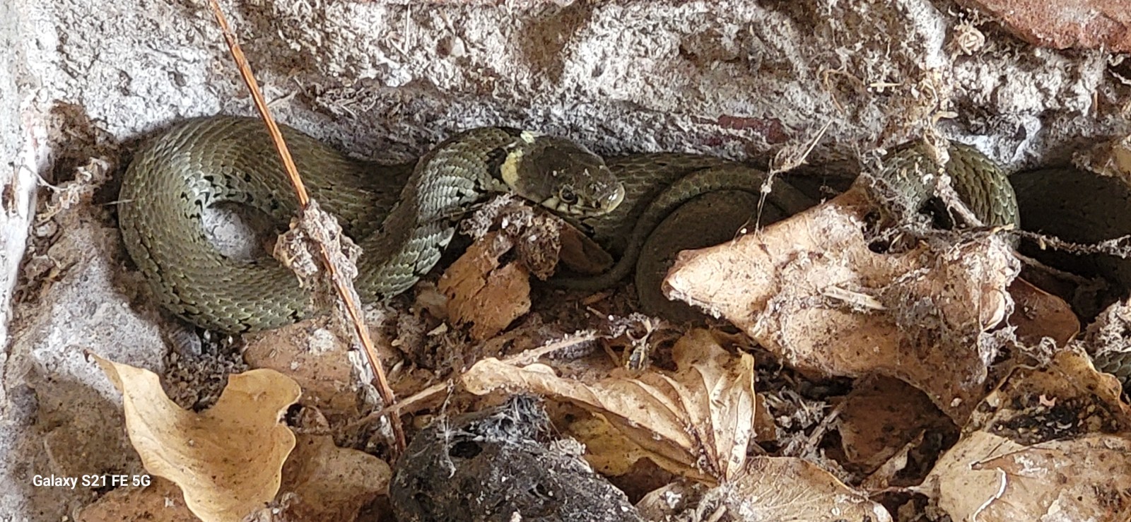 visitor