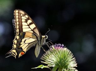 visitor
