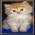 Kitcat25