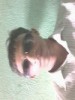 a.santoshpatro