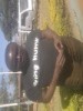 amowe