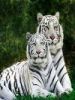 drhitesh