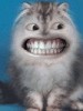gkccma