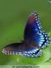 gokul02