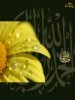ibnmsr88