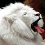 kingli0n