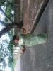 lindaba