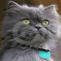 luvcat