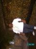 mapoto