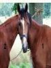 noormohd