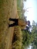pradippanchal