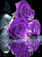 purplerose2017