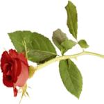 sanjoy31