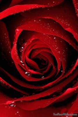 scarlet.rose