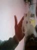 shubhamy
