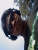 siddhantrangari