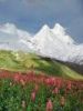 sshabir