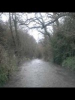 tazofthemanor