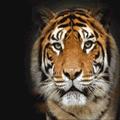 tiger77