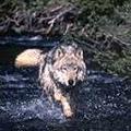 wolffang