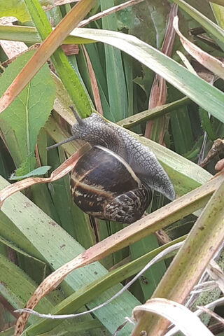 Slow and Steady: The Snail's Journey 🐌🌿