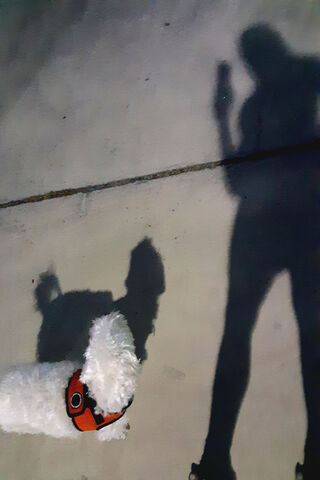 Shadow And Dog