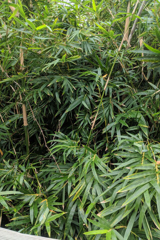 Serenity in Green: The Bamboo Oasis 🌿✨