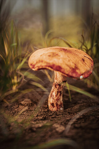 Enchanted Glow of the Dark Forest 🍄✨