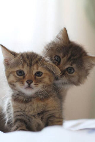 Purrfect Pals: A Feline Friendship 🐾❤️