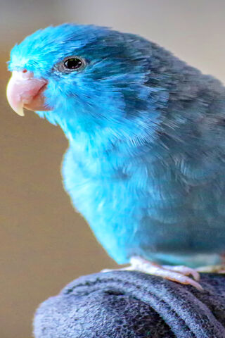 The Vibrant Charm of the Blue Parrot 🦜💙