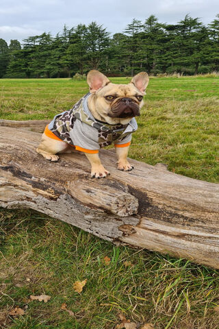 Frenchie Fashionista: Paws on Point! 🐾✨