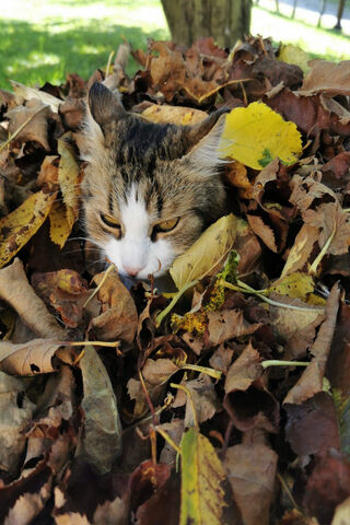 Whiskers in the Leaves 🍂🐾