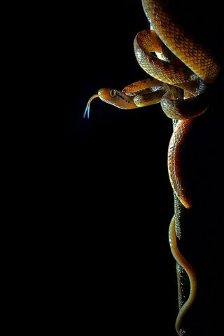 Silent Slither: The Enigmatic Snake 🐍✨