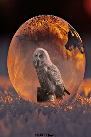 Enchanted Winter Guardian 🦉❄️