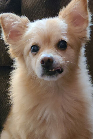 Bubby the Charming Pup 🐾