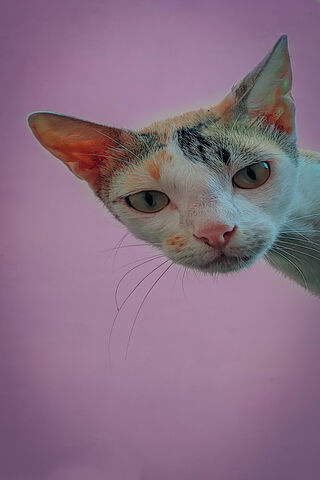 Adorable Whiskers 🌟